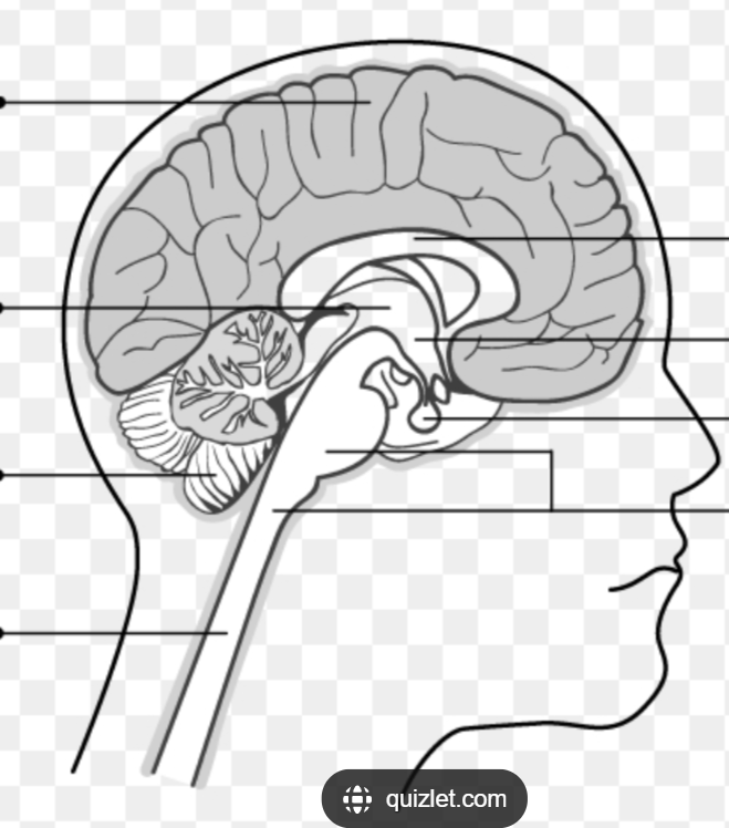 <p>Be able to identify where each of the five parts are on a diagram:</p><p>Where is the Spinal cord located in the diagram?</p>