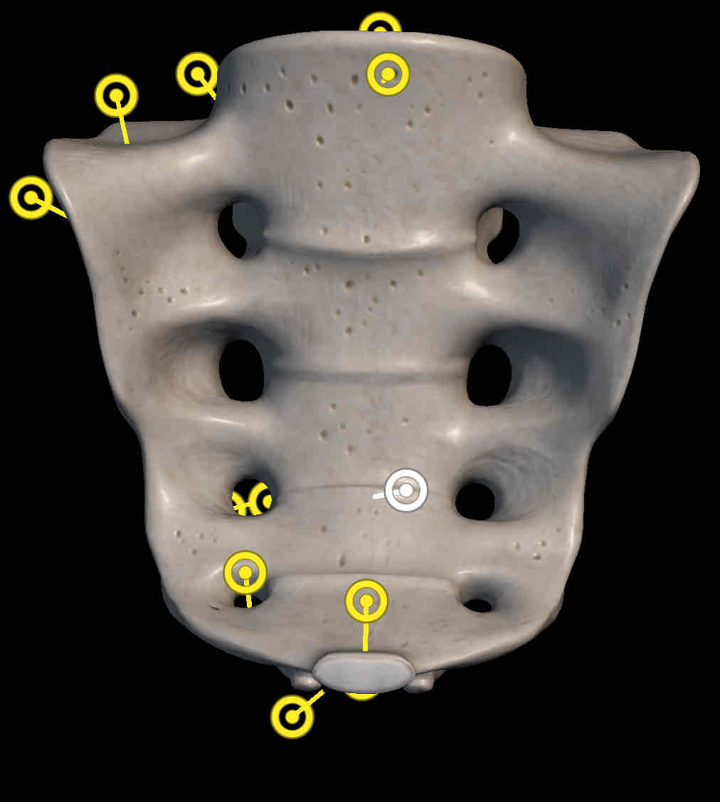 <p>Name this structure </p>