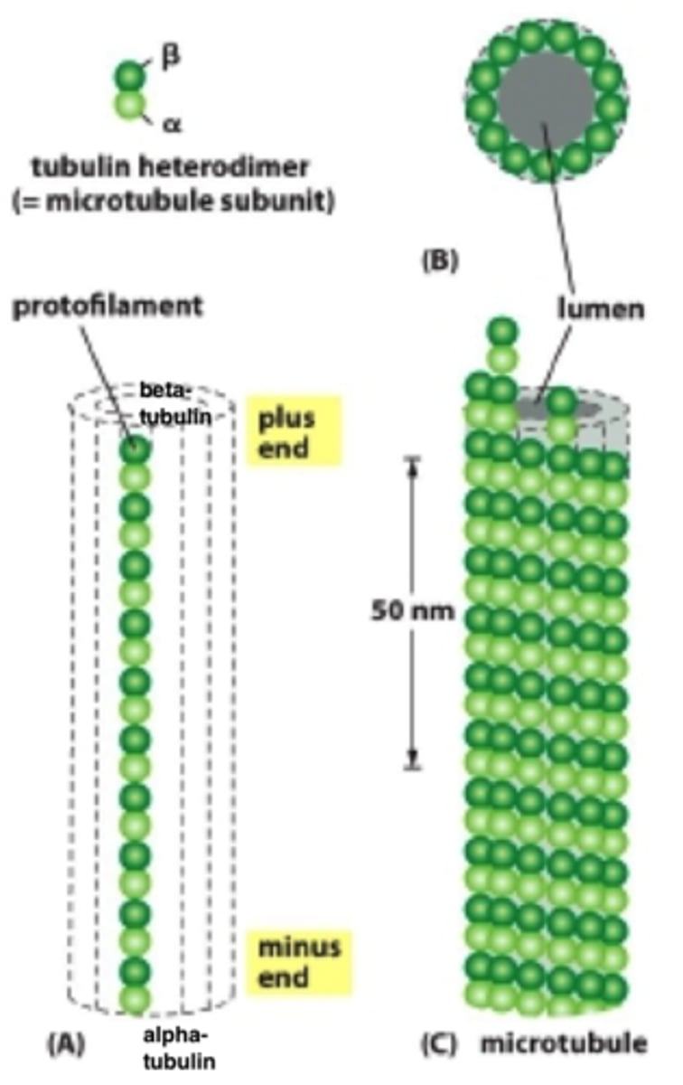 <p>linear chain of tubulin subunits about 15-16 units long</p>