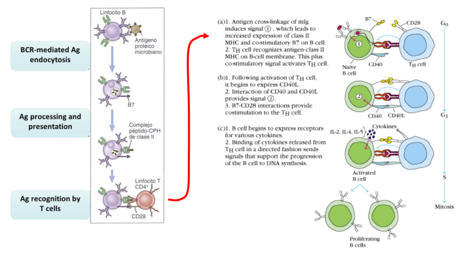 <p><span>T cells express CCD40L and soluble cytokines, B cells express CD40, the T sends a signal to the B cell which is presenting the antigen and so the B cell can present the receptor for cytokines and so proliferate upon bidning to these cytokines.&nbsp;</span></p><p></p>