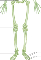 <p>Appendicular skeleton</p>