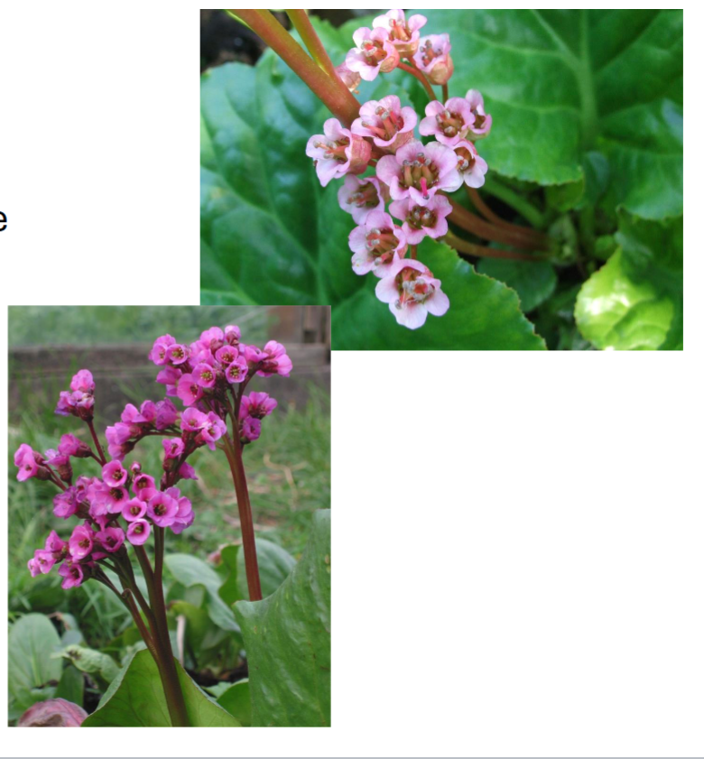 <p>Shade</p><p>Ground cover</p>