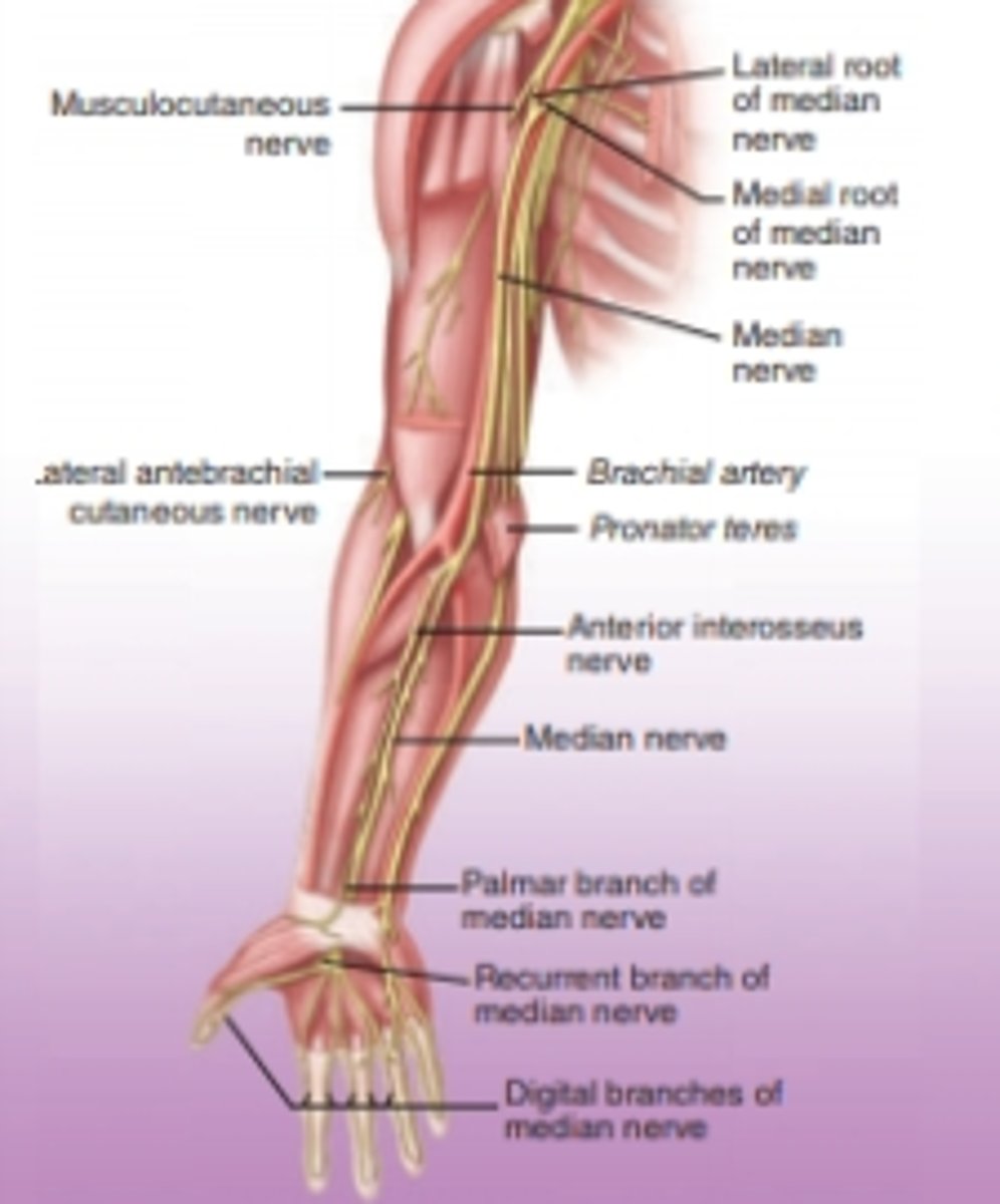 <p>two heads of origin of the pronator teres muscle.</p>