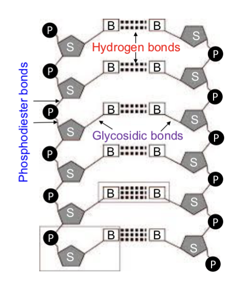<ol><li><p>______ bonds —&gt; between <strong>nitrogenous bases</strong> —&gt; weakest bonds</p></li><li><p>______ bonds —&gt; between the <strong>sugar</strong> and a <strong>base</strong></p></li><li><p>______ bonds —&gt; between the <strong>sugar</strong> and a <strong>phosphate</strong></p></li></ol><p></p>