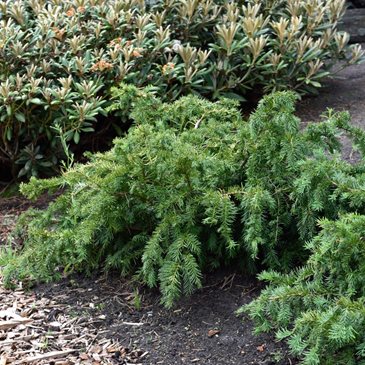 Taxus baccata 'Repandens' h:0.6 b:4