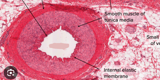<p>Is this a vein, artery, or capillary?</p>