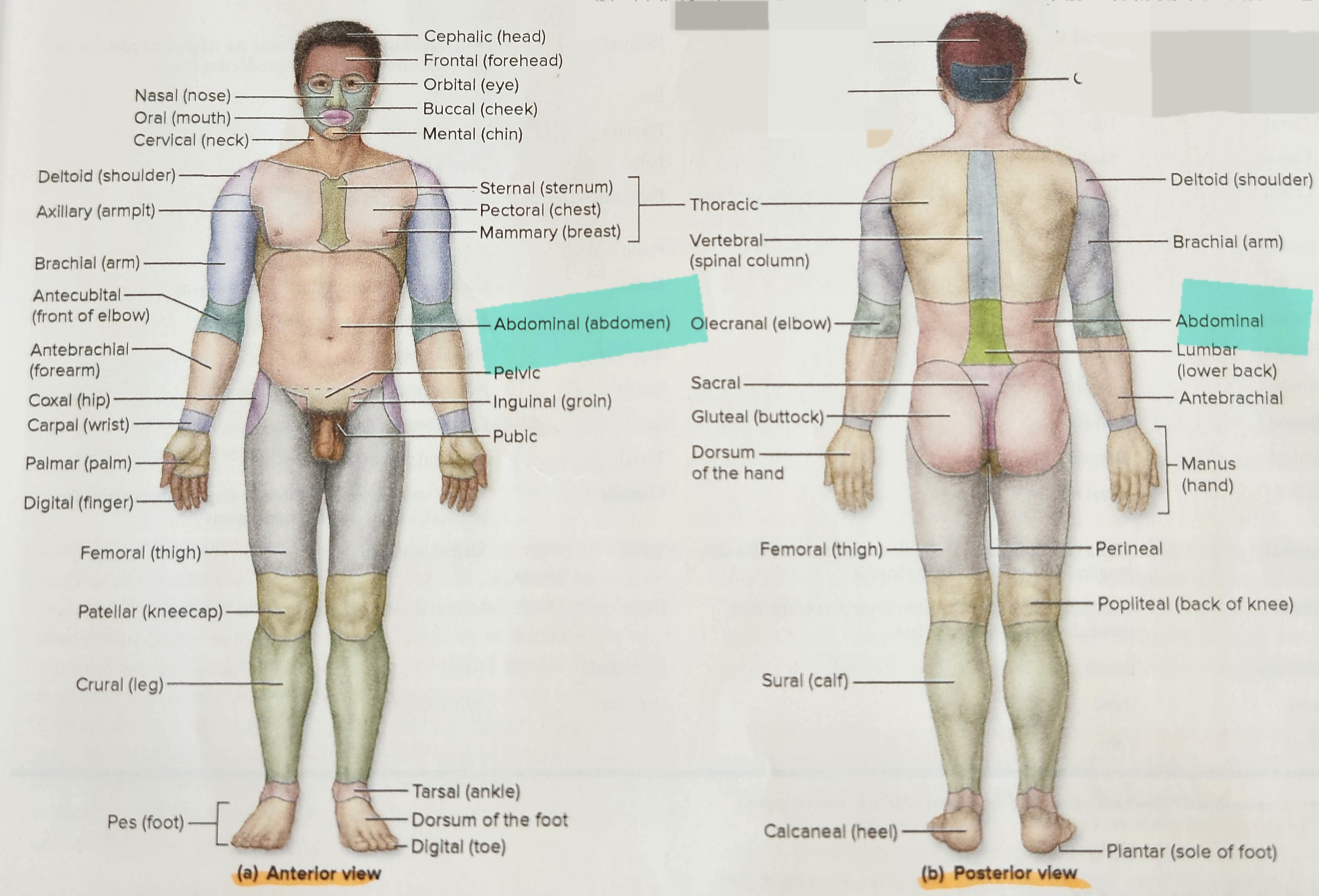 Abdomen 