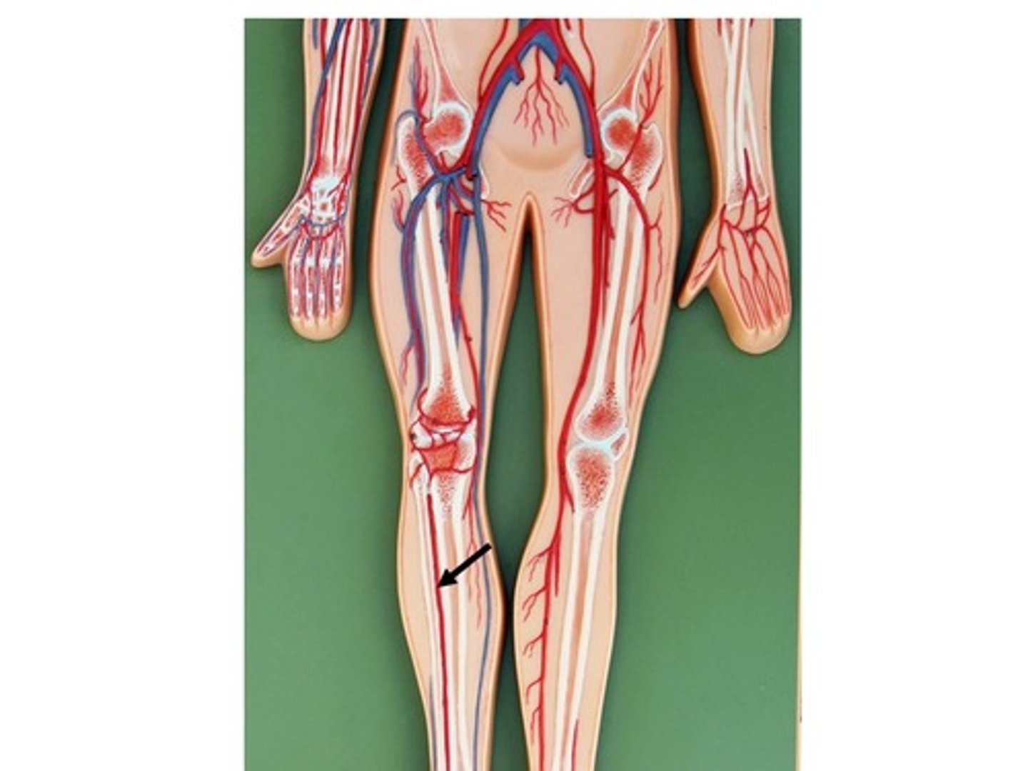 knowt flashcard image