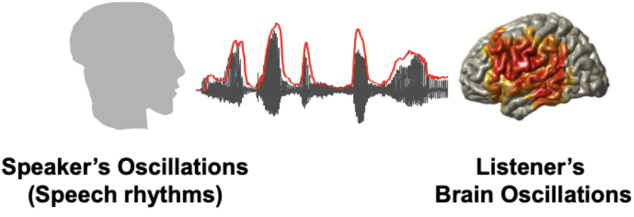 <ul><li><p><span style="background-color: transparent;"><span>Synchronisation between speaker and listener</span></span></p><ul><li><p><span style="background-color: transparent;"><span>Using MEG or EEG, we can study the synchronisation (coupling) between the speaker’s speech rhythms and the listener’s brain oscillations&nbsp;</span></span></p></li><li><p><span style="background-color: transparent;"><span>Park et al. (2018) PLoS Biol; Park et al (2016) eLife</span></span></p></li><li><p><span style="background-color: transparent;"><span>Park et al (2015) Curr Biol; Gross et al (2013) PLoS Biol</span></span></p></li></ul></li><li><p>studying the listener’s brain rhythms (oscillations) following the speaker’s speech rhythms </p></li><li><p>seeing if there is coupling between the two rhythms </p></li></ul><p></p>