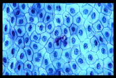 <ul><li><p><span style="background-color: transparent;"><span>Flat, irregularly shaped, thin</span></span></p></li><li><p><span style="background-color: transparent;"><span>Found in blood vessels and membranes</span></span></p></li></ul><p></p>