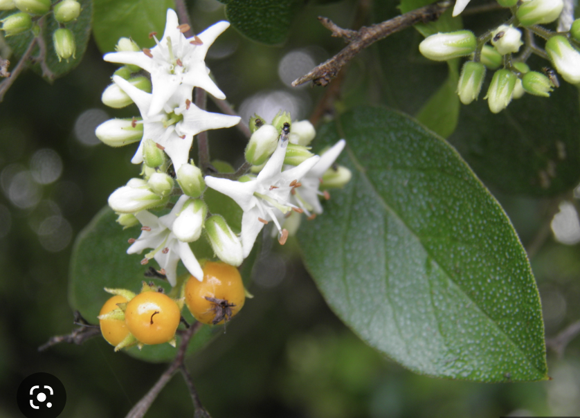 Ehretia anacua