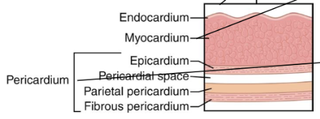 <ol><li><p>endocardium </p></li><li><p>myocardium</p></li><li><p>pericardium</p></li></ol><p></p>