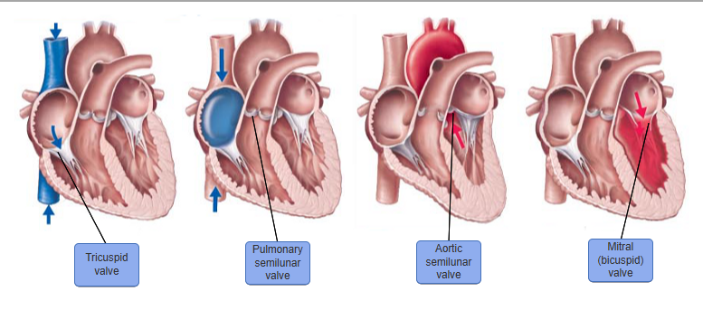 <p>Structure that’s located anatomically btwn aorta &amp; left ventricle is the </p>