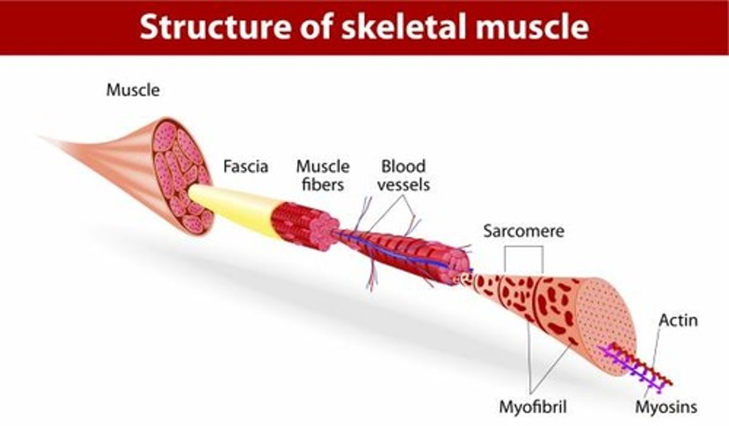 <p>muscle>fascicle>myofibers (muscle fiber)>myofibrils>myofilaments>actin (thin filaments) & myosin (thick filaments)</p>