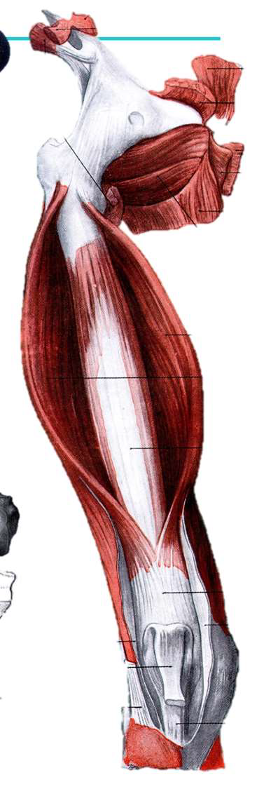 <p>Quadriceps Fémoral : Vaste Intermédiaire</p>