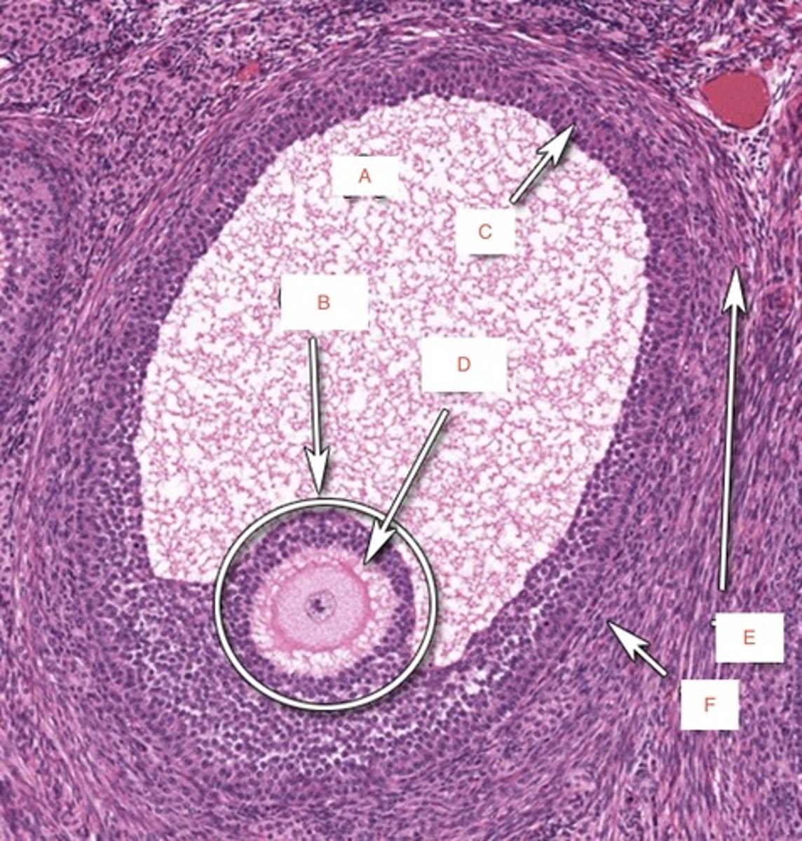 <p>E</p>