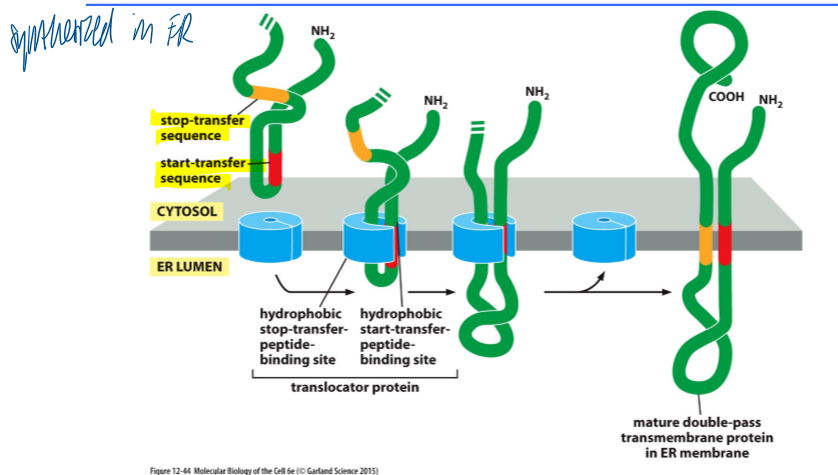 <p>synthesized in ER </p><ol><li><p>start transfer sequence associates with binding site</p></li><li><p>continues moving thru the binding site until the stop transfer sequence is reaches </p></li><li><p>mature double-pass TM protein in ER membrane </p></li></ol><p></p>
