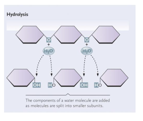 <p>Breaks covalent bonds between two monomers</p><p>adds H2O</p><p>releases energy</p><p>requires enzymes </p>