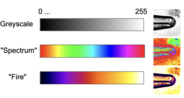 <p>The colors chosen to represent intensity values can be arbitrarily selected (e.g. grey scale to green scale...). These relate the numerical value of a pixel to a color on the display, and changing one of these of an image does not change the pixel values. </p>