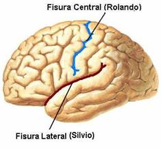 <p>Cisura de Rolando/central </p><p>Cisura de Silvio/lateral </p>