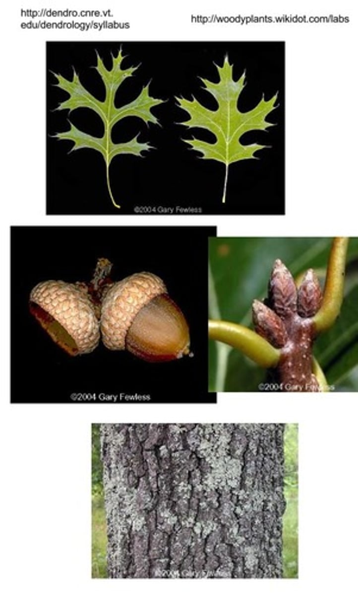 <p>Quercus ellipsoidalis</p>
