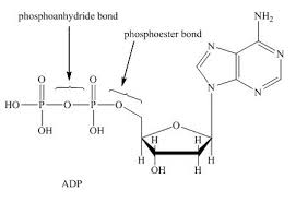 <ul><li><p>Diphosphate (2 phosphate groups covalently bonded to each other)</p></li><li><p>Triphosphate (3 phosphate groups covalently bonded to each other)</p></li><li><p><u>The bonds between the phosphate groups are called phosphoanhydrides</u></p></li><li><p>Energy is released when the bond is broken by <u>hydrolysis reaction</u></p></li></ul><p></p>