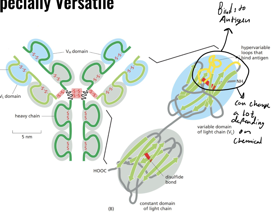 * Binding site is located between variable domains of heavy and light chains.
* Changes of amino acid length at hypervariable regions leads to enormous diversity