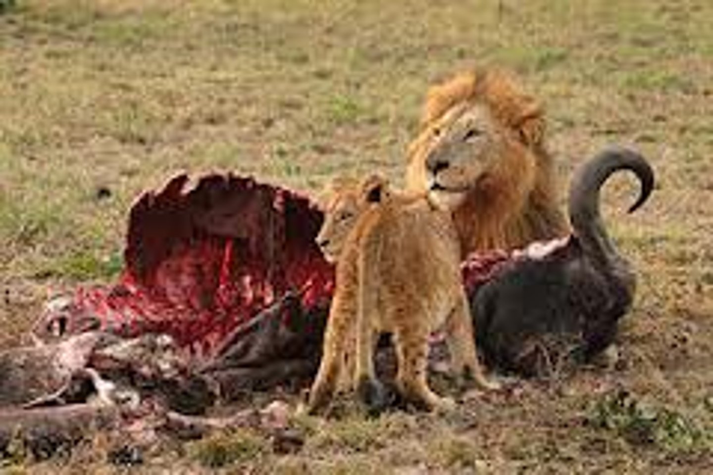 <p>Meat eating</p>