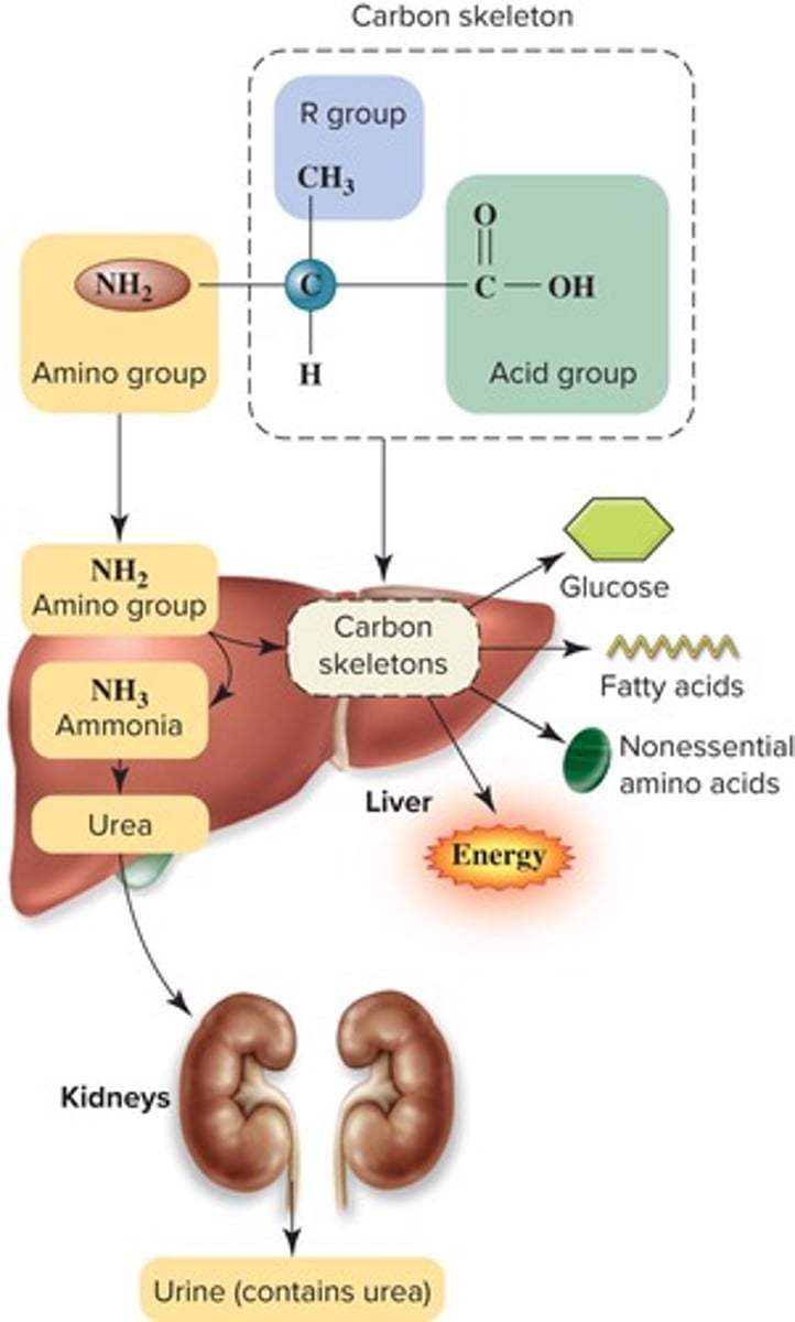 <p>Ammonia (NH3) is converted to urea in the liver, and the kidneys excrete urea in urine.</p>