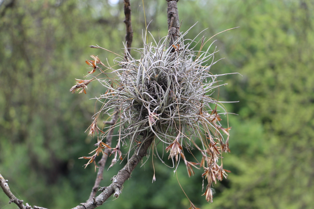 <p>Ball moss </p>
