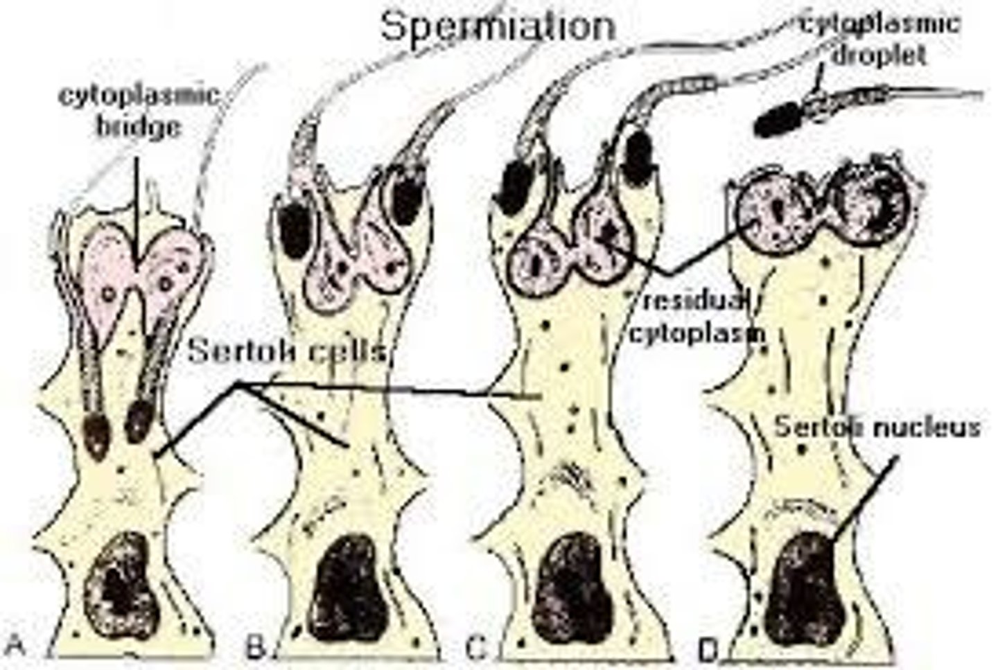 <p>Release of spermatozoa into seminiferous tubule lumen.</p>