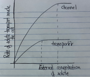 <ul><li><p class=""><strong>Facilitated Diffusion via Channel</strong>:</p><ul><li><p class="">I would draw a <strong>steep, almost linear curve</strong> at first, which then <strong>plateaus</strong> at high solute concentrations.</p></li><li><p class="">The <strong>initial slope is steeper</strong> because channels allow many solute molecules to pass rapidly when open.</p></li><li><p class="">The <strong>plateau is higher and occurs later</strong> (i.e., at higher solute concentrations) because channels can sustain a <strong>higher rate of transport</strong> than transporters. This is due to their mechanism: channels act like gates that open and allow <strong>continuous flow</strong> of solutes, without needing to change shape for each molecule.</p></li></ul></li><li><p class=""><strong>Facilitated Diffusion via Transporter</strong>:</p><ul><li><p class="">I would draw a <strong>less steep, hyperbolic curve</strong> that <strong>plateaus earlier and at a lower maximum rate</strong> than the channel curve.</p></li><li><p class="">This is because transporters undergo <strong>conformational changes</strong> for each transport cycle, and can usually move only <strong>one or a few molecules</strong> at a time.</p></li><li><p class="">Therefore, the <strong>rate of diffusion increases more slowly</strong>, and <strong>saturates</strong> earlier since there is a <strong>limit</strong> to how many solutes can be moved at once (due to finite numbers of transporter proteins and time needed for their conformational cycling).</p></li></ul></li><li><p class="">The <strong>difference in slopes</strong>: The <strong>channel has a steeper initial slope</strong> because it allows fast, bulk transport when open.</p></li><li><p class="">The <strong>difference in plateaus</strong>: The <strong>channel’s curve plateaus later and at a higher level</strong> because it can handle a greater maximum transport rate than the transporter.</p></li><li><p class="">The <strong>mechanism</strong>: Channels work by <strong>simply opening</strong>, allowing many solutes to pass at once, while transporters are <strong>slower</strong>, requiring a <strong>step-by-step conformational change</strong> per solute molecule.</p></li></ul><p></p>