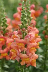 <p>Antirrhinum</p>