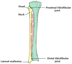 <p>top of lateral bone of the lower leg</p>
