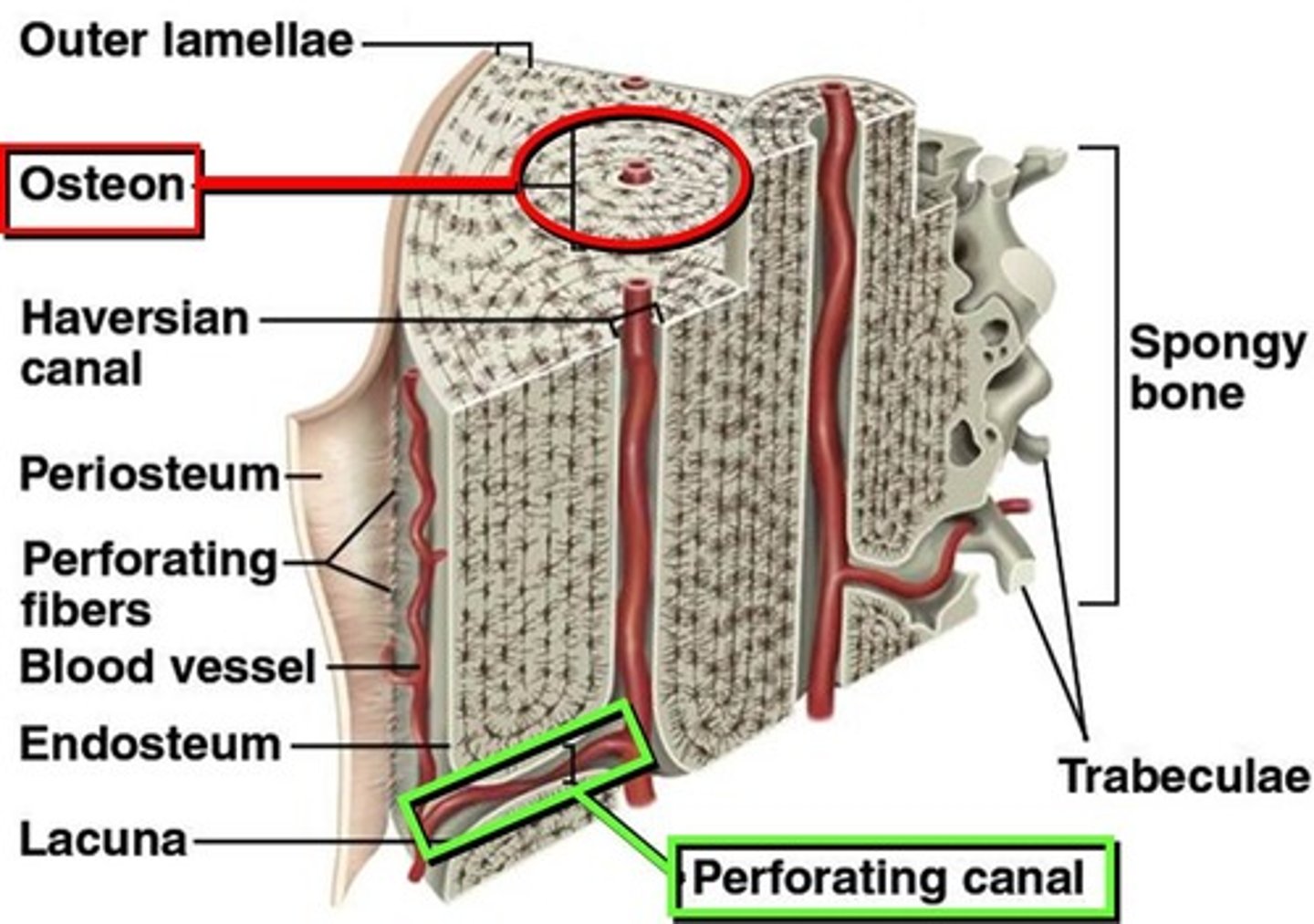<p>Tunnels that connect one central canal to another in different osteons.</p>