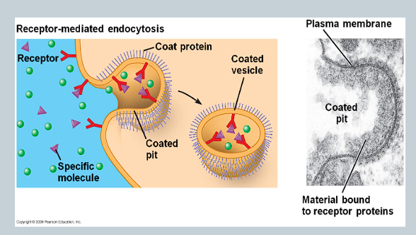 <ul><li><p>Parts of the cell membrane are covered in receptor proteins</p></li><li><p>These proteins will only bind to specific molecules</p></li></ul><p></p>