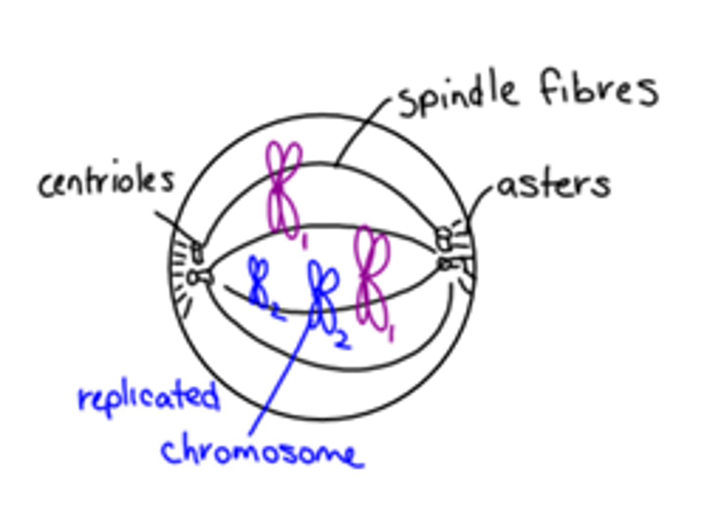 <p>Chromatin coils up into chromosomes.</p><p>Centrioles move to poles.</p><p>Spindle fibres and asters form. Nucleus and nucleolus</p><p>disappear.</p>