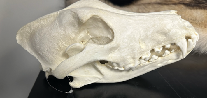 <p>Canidae 2 </p>