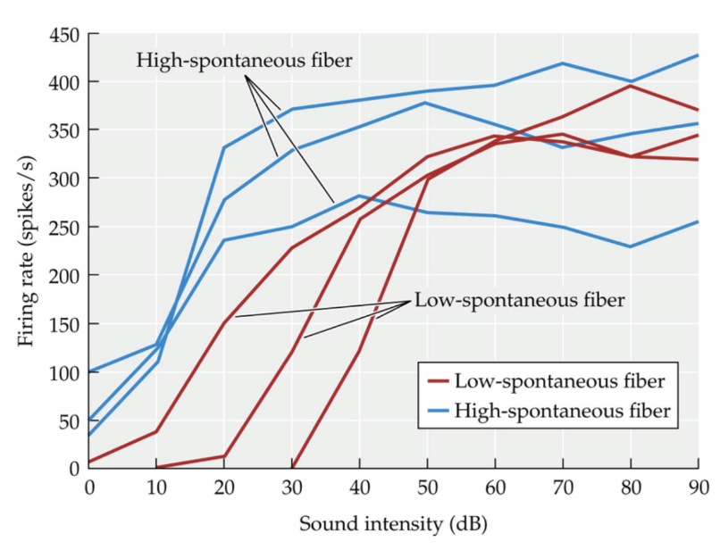 <p>Even with no sound, auditory nerve fibres fire at a baseline (resting) rate of action potentials</p><p>High spontaneous fire well at no sound, low spontaneous still fire, but slow rate and saturate much slower</p>