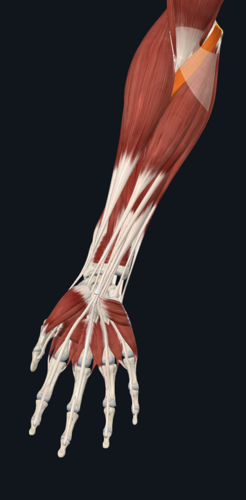 term image