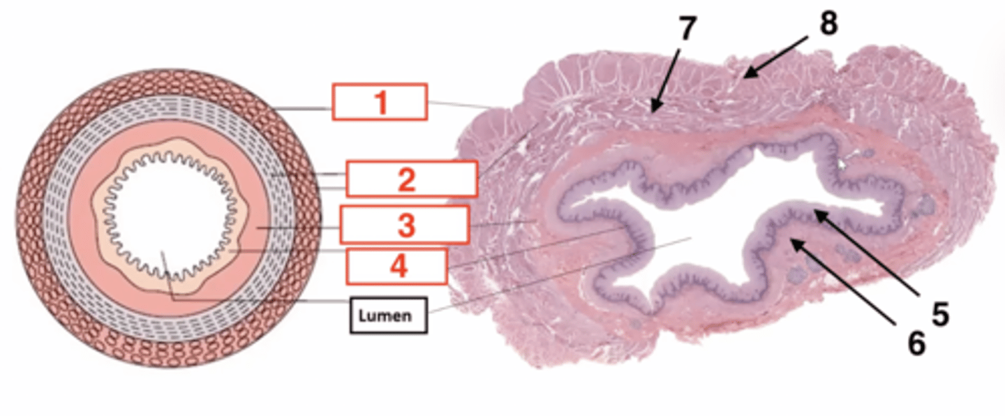 <p>7 (part of muscularis)</p>