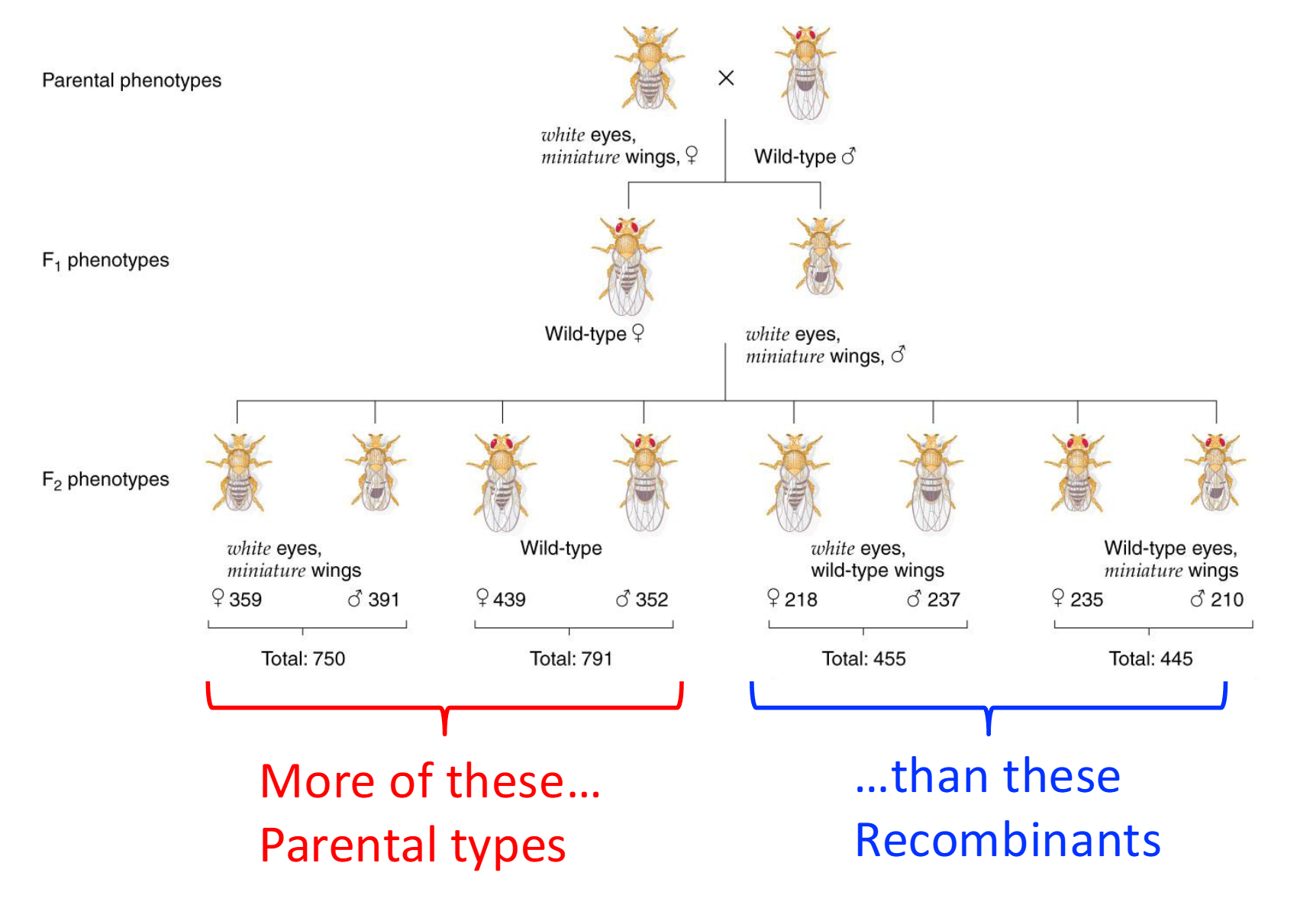 <p>There was more parental types than recombinant types</p>