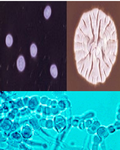 <p>what is this?</p>