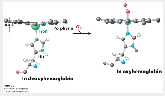 <p>Fixation de ligand sur hémoglobine → déplacement du Fe(II) → changements de conformations (relaxed R to tense T)</p>
