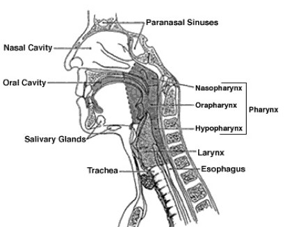 <p>A cuboidal chamber located below the base of the skull and behind the nasal cavity; extends to the junction of C1–C2.</p>