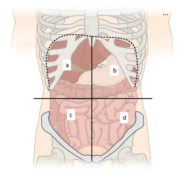 <p>b) left upper quadrant</p>