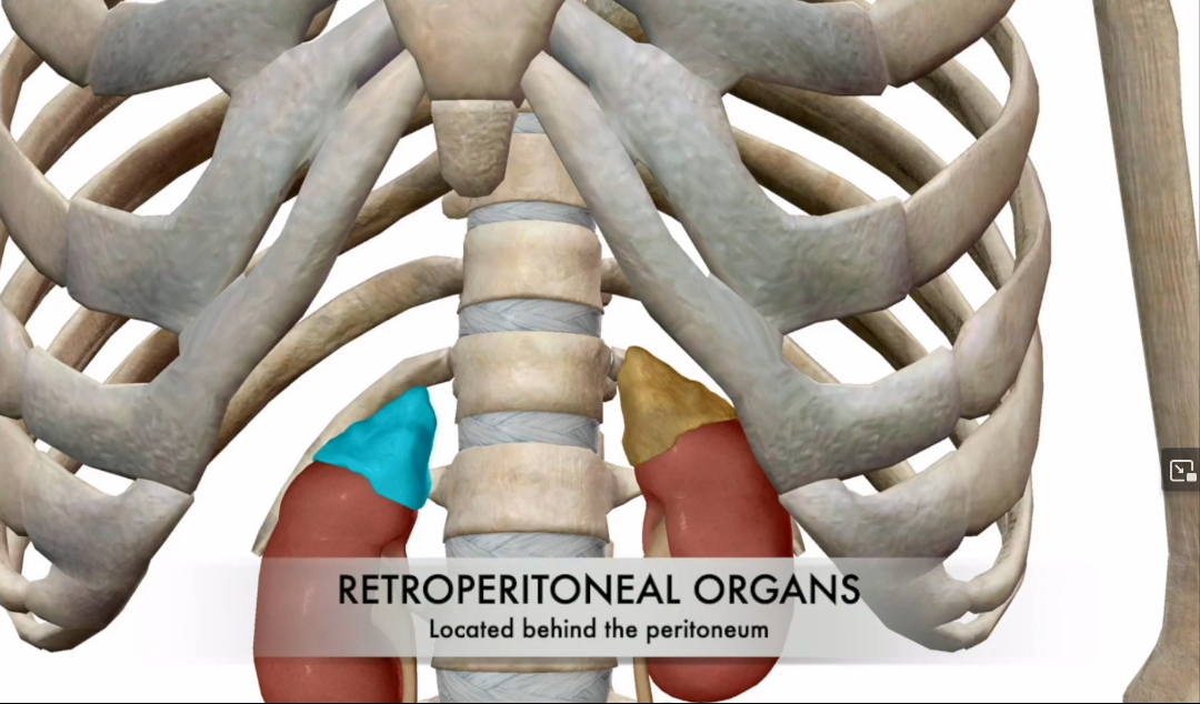 <ul><li><p>Sits atop the kidneys and is a retroperitoneal organ.</p></li><li><p>Btw is glandular tissue</p></li></ul><p></p>