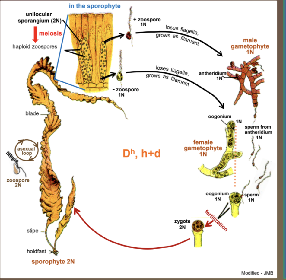 <p>Dh, h+d</p>