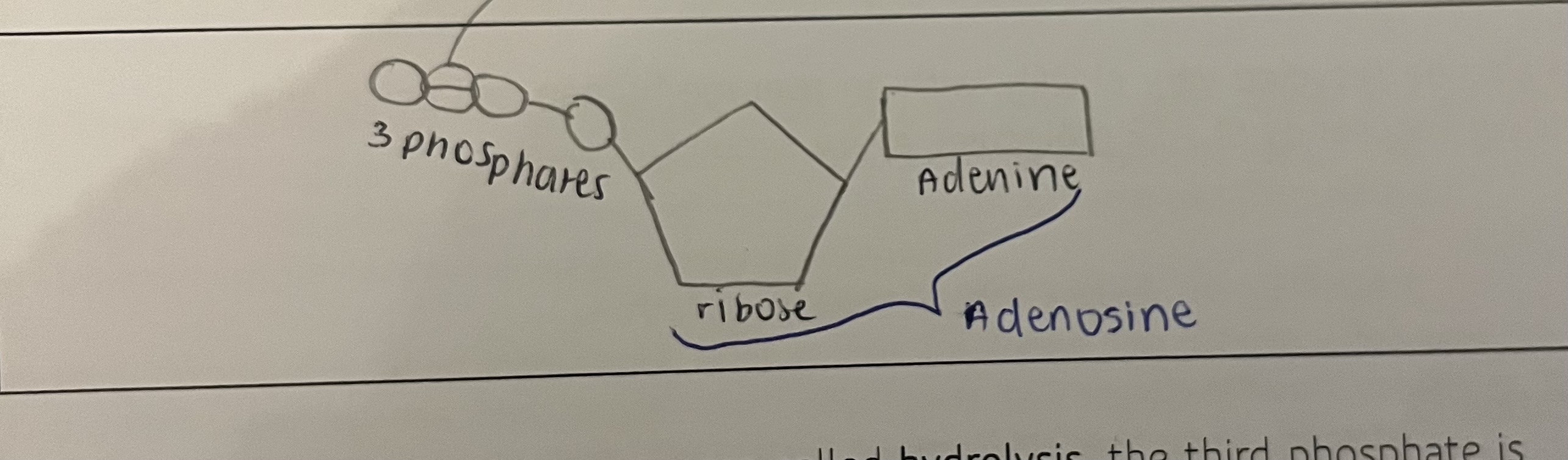 <p>adenosine triphosphate</p><p>-adenine (base), ribose (pentose sugar) and three phosphate groups</p>