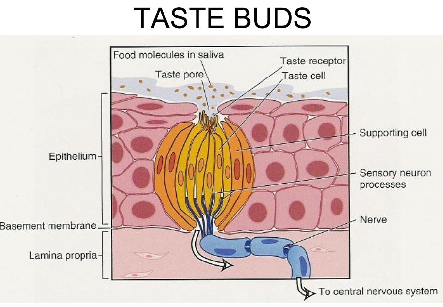 <ul><li><p>Dissolved molecules of food touch taste receptors at the taste pore (opening of the taste bud)</p></li></ul><p>Taste cells have a sensory neuron that will send impulses to the CNS (central nervous system) to be identified </p><p>4 types of taste sensation = sweet, sour, salty and bitter </p>
